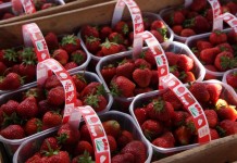 Dzień Świętokrzyskiej Truskawki