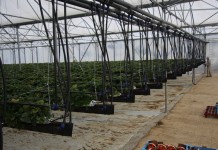 Pierwsze truskawki we Francji