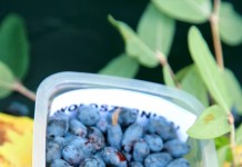 Niebieskie jagody z Azji