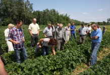 Piknik truskawkowy w Goławinie