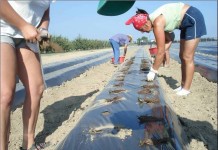 Truskawki po włosku