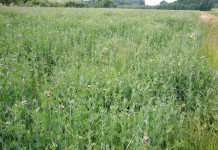 Truskawki_ekologicznie