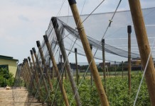 Ochrona przed ptakami i gradem