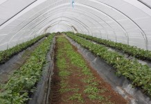 Gatunki o cennych właściwościach