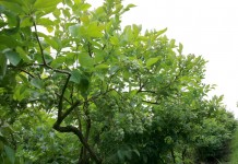 Odmiany borówki w tym sezonie