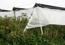 Jagodowe pod daszkami