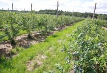 Borówki zabezpieczone przed przymrozkami