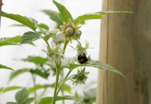 Jak poprawić zapylenie?