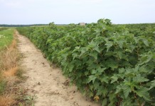 Agrotechnicznie o porzeczkach