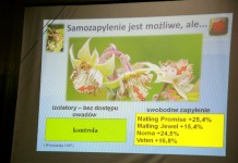 Święto Truskawki w Gminie Puławy