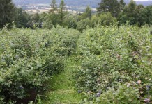 Uprawa borówki w Małopolsce