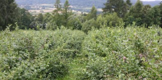 Globalny rynek borówki – międzynarodowa prasówka (Cz. 1)