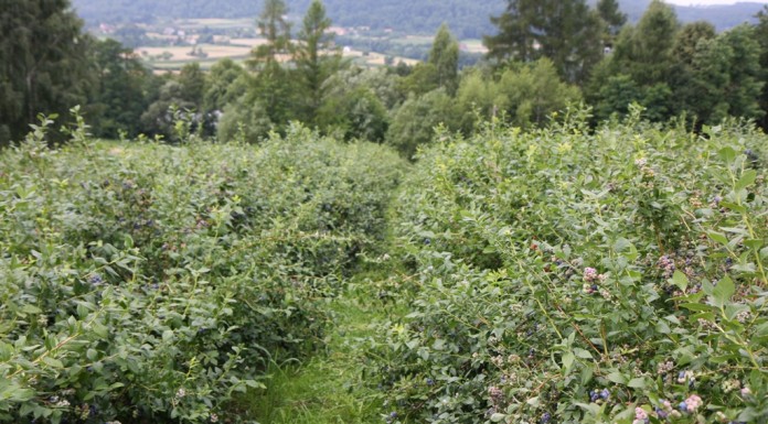 Globalny rynek borówki – międzynarodowa prasówka (Cz. 1)