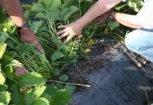 Truskawki dwa razy na tych samych zagonach