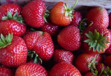 Grupa Jagodnik – czy będą nowe polskie odmiany truskawek