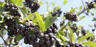 Cena aronii – ruszyły pierwsze tłocznie