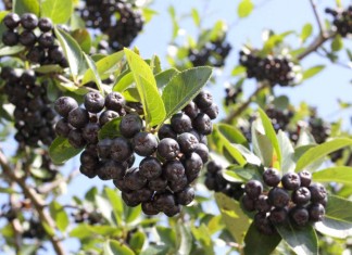 Cena aronii – ruszyły pierwsze tłocznie