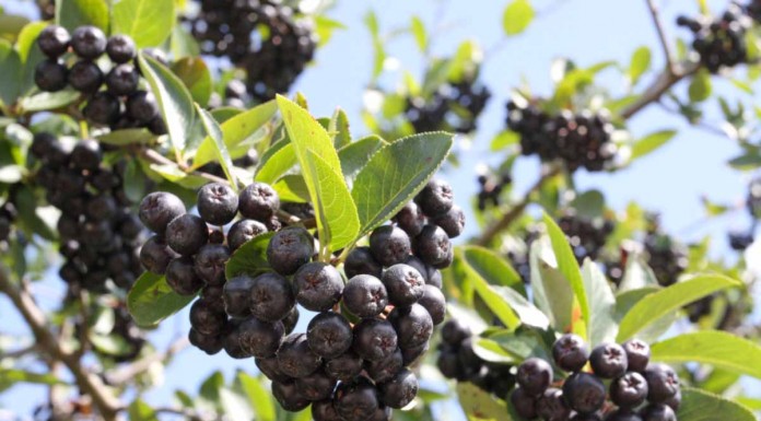 Aronia – czego ma najwięcej spośród wszystkich owoców?