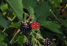 O przyszłości SZD w Brzeznej