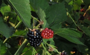 O przyszłości SZD w Brzeznej