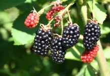 Nowe odmiany i gatunki z SZD w Brzeznej