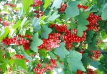 Jagodowe – dobra alternatywa