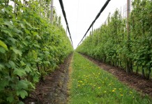 Jagodowe w szpalerach, cz. I – porzeczki