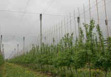 Jagodowe w szpalerach, cz. II agrest