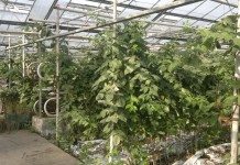 Truskawki są na topie