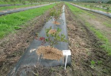 Ochrona nie tylko przed ptakami