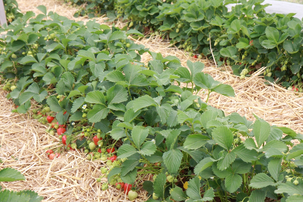 Produkcja truskawek w Niemczech – między spadkiem areału a nowymi technologiami truskawki Niemcy