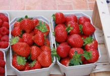 Truskawki w doniczkach