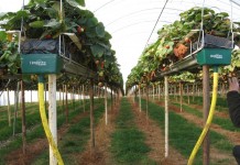 Truskawki w Wielkiej Brytanii