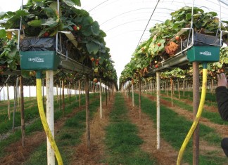 Truskawki w Wielkiej Brytanii