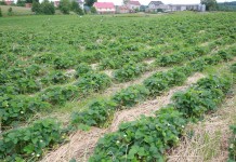 Plantatorzy borówki w Ciechocinku