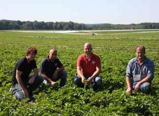 W truskawkowym mateczniku