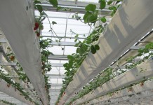 Międzynarodowe Sympozjum Truskawkowe w Chinach