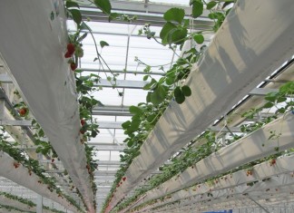 Międzynarodowe Sympozjum Truskawkowe w Chinach