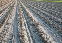 Raport z Polski – truskawki po zimie