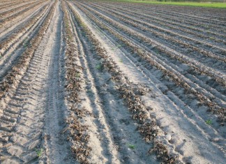 Raport z Polski – truskawki po zimie