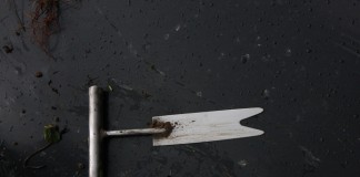 Proste metody na sadzonki frigo