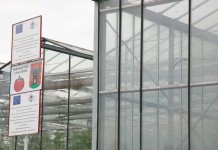 Dobry początek – dwa tygodnie po sadzeniu