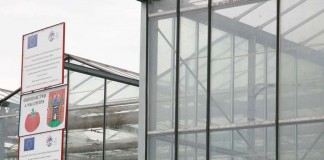 Dobry początek – dwa tygodnie po sadzeniu