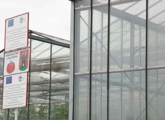 Dobry początek – dwa tygodnie po sadzeniu