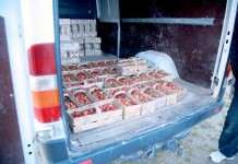 Pierwsze truskawki w Czerwińsku