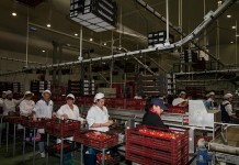 Truskawki w Andaluzji