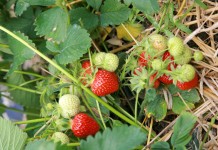 Na Kaszubach pełnia zbiorów