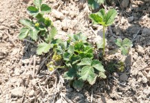 Na grójeckich plantacjach