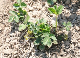 Na grójeckich plantacjach