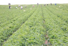 A w Czerwińsku pełnia zbiorów